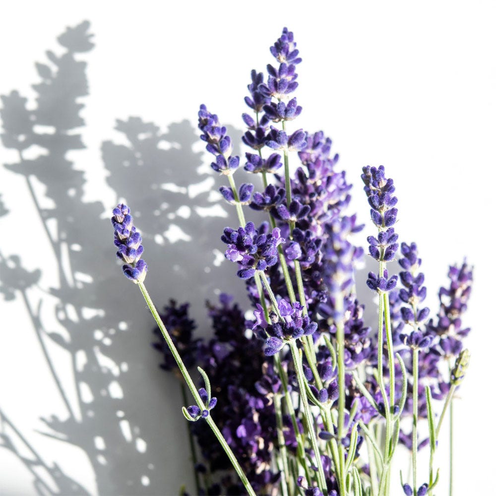 Korres Relaxing Lavender Roll-On Duft 10 ml